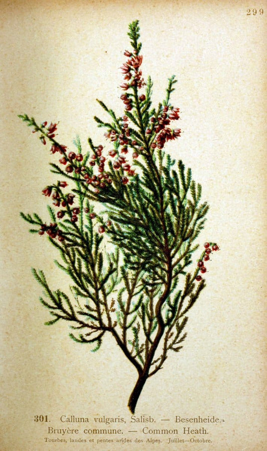 Atlas de la flora alpine 4.GenÃ¨ve,Georg & Co.,1899. | "Mountain plants" Plants Switzerland  | Vintage Print Reproduction 458508