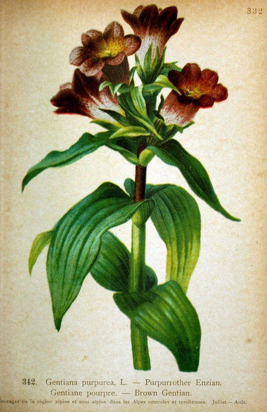 Atlas de la flora alpine 4.GenÃ¨ve,Georg & Co.,1899. | "Mountain plants" Plants Switzerland  | Vintage Print Reproduction 458509