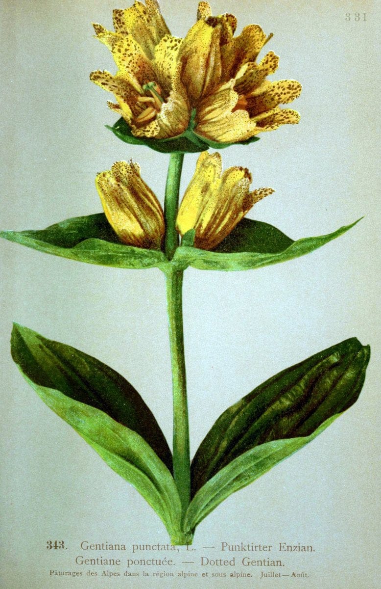 Atlas de la flora alpine 4.GenÃ¨ve,Georg & Co.,1899. | "Mountain plants" Plants Switzerland  | Vintage Print Reproduction 458510