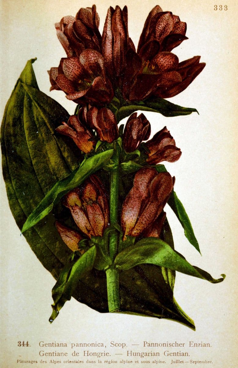 Atlas de la flora alpine 4.GenÃ¨ve,Georg & Co.,1899. | "Mountain plants" Plants Switzerland  | Vintage Print Reproduction 458511