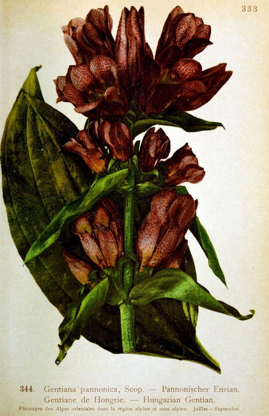 Atlas de la flora alpine 4.GenÃ¨ve,Georg & Co.,1899. | "Mountain plants" Plants Switzerland  | Vintage Print Reproduction 458511