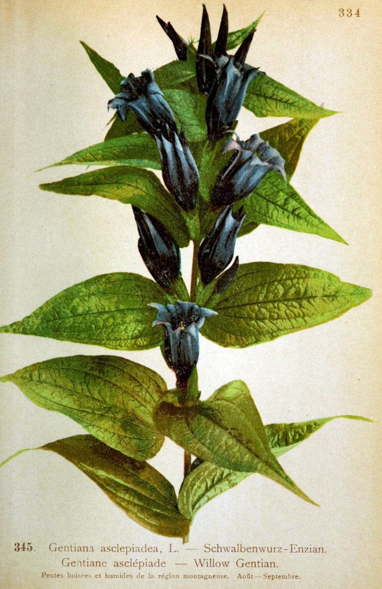 Atlas de la flora alpine 4.GenÃ¨ve,Georg & Co.,1899. | "Mountain plants" Plants Switzerland  | Vintage Print Reproduction 458512