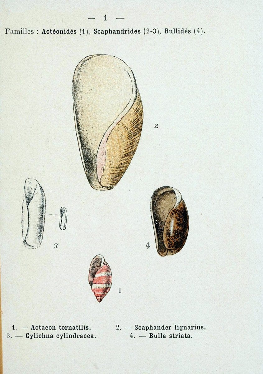 Atlas de poche des coquilles des cÃ Â´tes de FranceParisLibrairie des sciences naturelles, Paul Klincksiek,1913. |  | Vintage Print Reproduction 458515