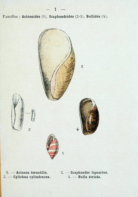 Atlas de poche des coquilles des cÃ Â´tes de FranceParisLibrairie des sciences naturelles, Paul Klincksiek,1913. |  | Vintage Print Reproduction 458515