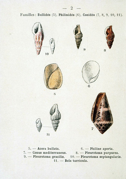 Atlas de poche des coquilles des cÃ Â´tes de FranceParisLibrairie des sciences naturelles, Paul Klincksiek,1913. |  | Vintage Print Reproduction 458516
