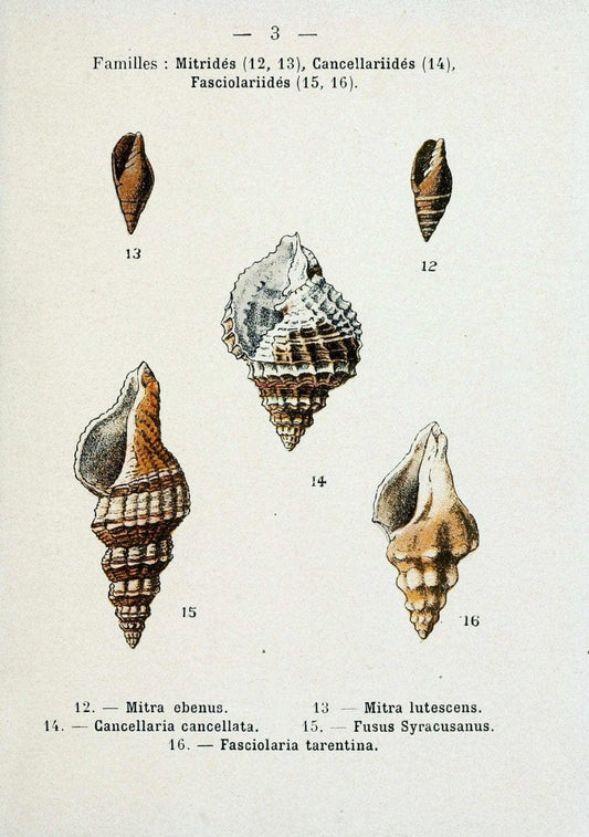 Atlas de poche des coquilles des cÃ Â´tes de FranceParisLibrairie des sciences naturelles, Paul Klincksiek,1913. |  | Vintage Print Reproduction 458517
