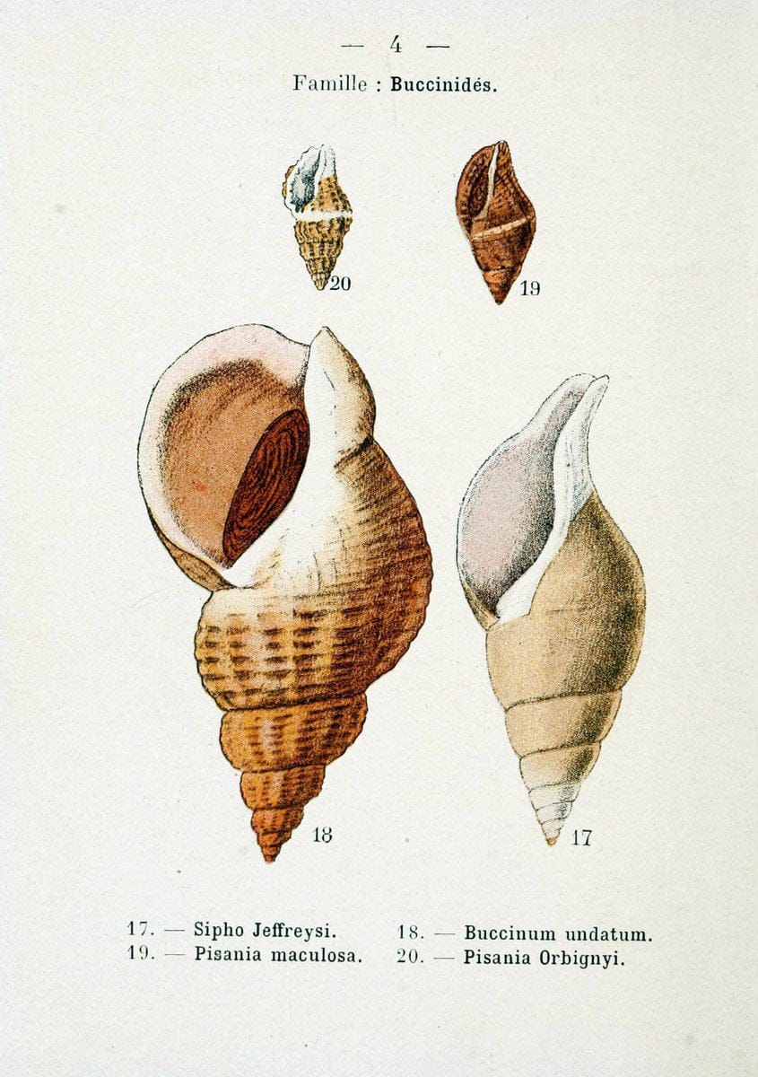 Atlas de poche des coquilles des cÃ Â´tes de FranceParisLibrairie des sciences naturelles, Paul Klincksiek,1913. |  | Vintage Print Reproduction 458518
