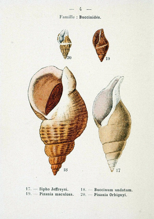 Atlas de poche des coquilles des cÃ Â´tes de FranceParisLibrairie des sciences naturelles, Paul Klincksiek,1913. |  | Vintage Print Reproduction 458518