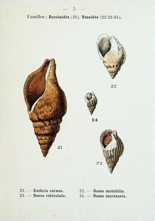 Atlas de poche des coquilles des cÃ Â´tes de FranceParisLibrairie des sciences naturelles, Paul Klincksiek,1913. |  | Vintage Print Reproduction 458519