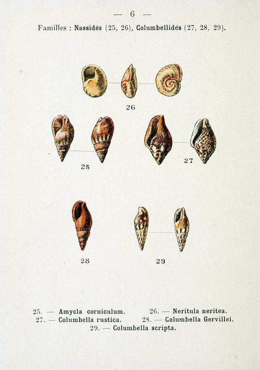 Atlas de poche des coquilles des cÃ Â´tes de FranceParisLibrairie des sciences naturelles, Paul Klincksiek,1913. |  | Vintage Print Reproduction 458520