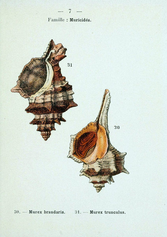 Atlas de poche des coquilles des cÃ Â´tes de FranceParisLibrairie des sciences naturelles, Paul Klincksiek,1913. |  | Vintage Print Reproduction 458521