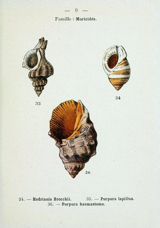 Atlas de poche des coquilles des cÃ Â´tes de FranceParisLibrairie des sciences naturelles, Paul Klincksiek,1913. |  | Vintage Print Reproduction 458523