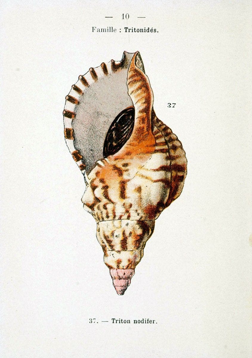Atlas de poche des coquilles des cÃ Â´tes de FranceParisLibrairie des sciences naturelles, Paul Klincksiek,1913. |  | Vintage Print Reproduction 458524