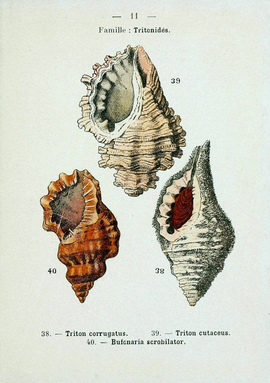 Atlas de poche des coquilles des cÃ Â´tes de FranceParisLibrairie des sciences naturelles, Paul Klincksiek,1913. |  | Vintage Print Reproduction 458525