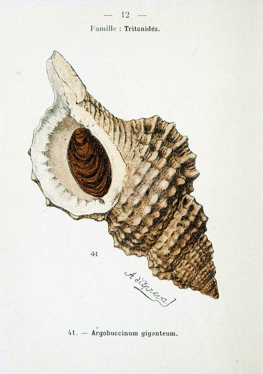 Atlas de poche des coquilles des cÃ Â´tes de FranceParisLibrairie des sciences naturelles, Paul Klincksiek,1913. |  | Vintage Print Reproduction 458526
