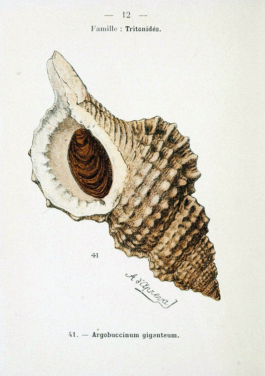Atlas de poche des coquilles des cÃ Â´tes de FranceParisLibrairie des sciences naturelles, Paul Klincksiek,1913. |  | Vintage Print Reproduction 458526
