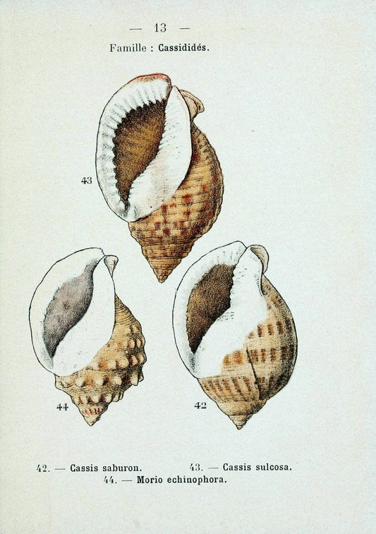 Atlas de poche des coquilles des cÃ Â´tes de FranceParisLibrairie des sciences naturelles, Paul Klincksiek,1913. |  | Vintage Print Reproduction 458527