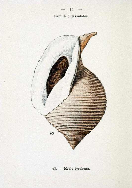 Atlas de poche des coquilles des cÃ Â´tes de FranceParisLibrairie des sciences naturelles, Paul Klincksiek,1913. |  | Vintage Print Reproduction 458528