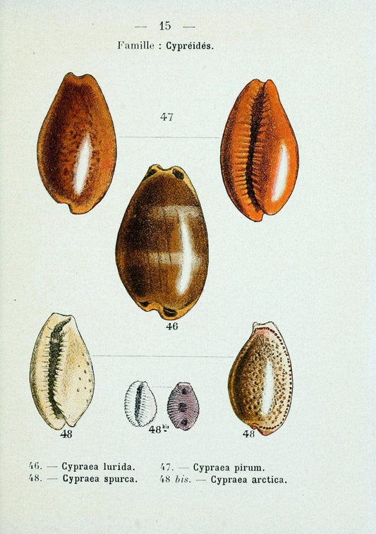 Atlas de poche des coquilles des cÃ Â´tes de FranceParisLibrairie des sciences naturelles, Paul Klincksiek,1913. |  | Vintage Print Reproduction 458529