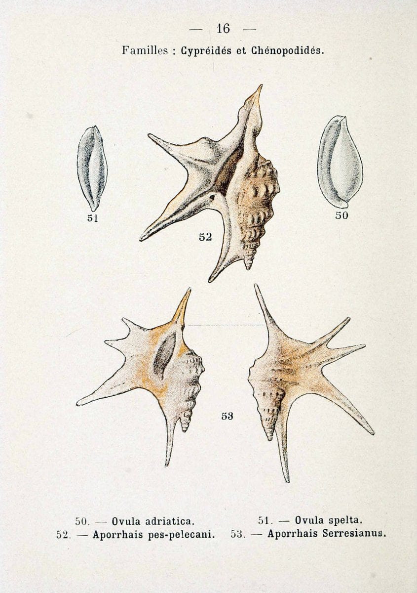 Atlas de poche des coquilles des cÃ Â´tes de FranceParisLibrairie des sciences naturelles, Paul Klincksiek,1913. |  | Vintage Print Reproduction 458530