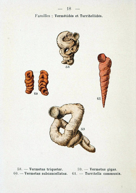 Atlas de poche des coquilles des cÃ Â´tes de FranceParisLibrairie des sciences naturelles, Paul Klincksiek,1913. |  | Vintage Print Reproduction 458532