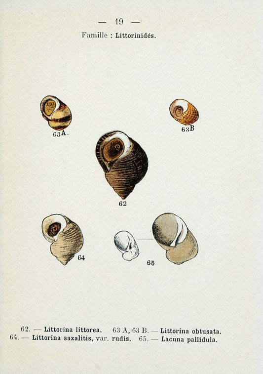 Atlas de poche des coquilles des cÃ Â´tes de FranceParisLibrairie des sciences naturelles, Paul Klincksiek,1913. |  | Vintage Print Reproduction 458533