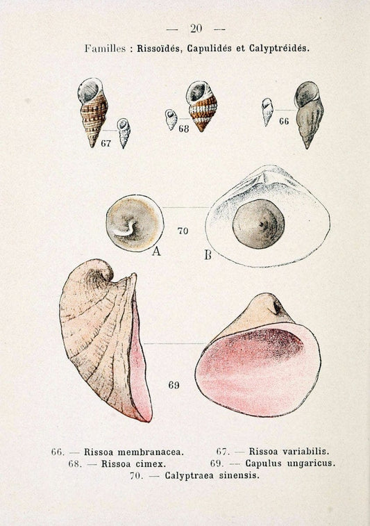 Atlas de poche des coquilles des cÃ Â´tes de FranceParisLibrairie des sciences naturelles, Paul Klincksiek,1913. |  | Vintage Print Reproduction 458534