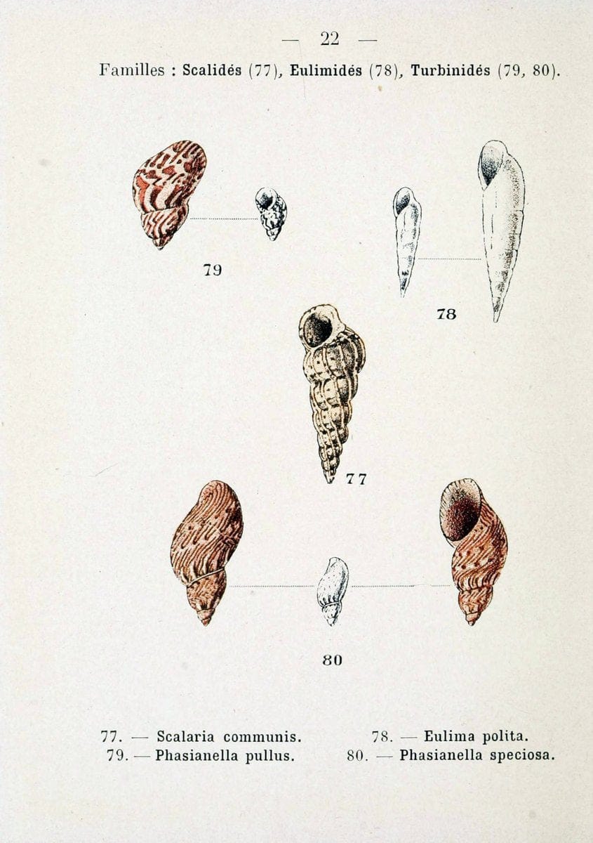 Atlas de poche des coquilles des cÃ Â´tes de FranceParisLibrairie des sciences naturelles, Paul Klincksiek,1913. |  | Vintage Print Reproduction 458536