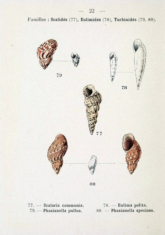 Atlas de poche des coquilles des cÃ Â´tes de FranceParisLibrairie des sciences naturelles, Paul Klincksiek,1913. |  | Vintage Print Reproduction 458536