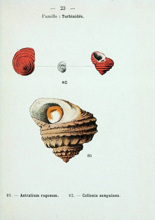 Atlas de poche des coquilles des cÃ Â´tes de FranceParisLibrairie des sciences naturelles, Paul Klincksiek,1913. |  | Vintage Print Reproduction 458537