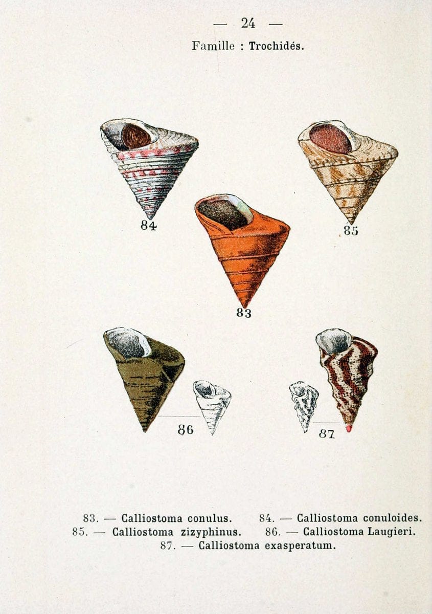 Atlas de poche des coquilles des cÃ Â´tes de FranceParisLibrairie des sciences naturelles, Paul Klincksiek,1913. |  | Vintage Print Reproduction 458538