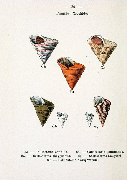 Atlas de poche des coquilles des cÃ Â´tes de FranceParisLibrairie des sciences naturelles, Paul Klincksiek,1913. |  | Vintage Print Reproduction 458538