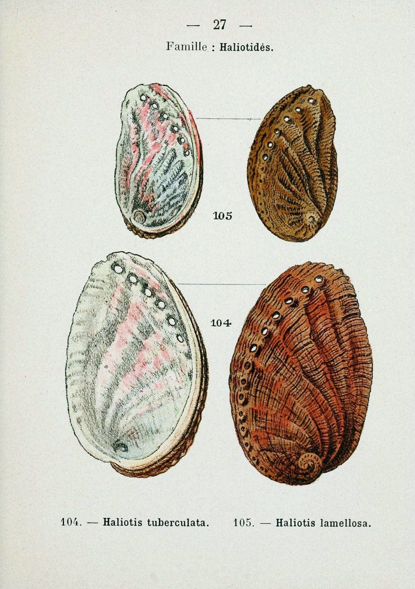 Atlas de poche des coquilles des cÃ Â´tes de FranceParisLibrairie des sciences naturelles, Paul Klincksiek,1913. |  | Vintage Print Reproduction 458541
