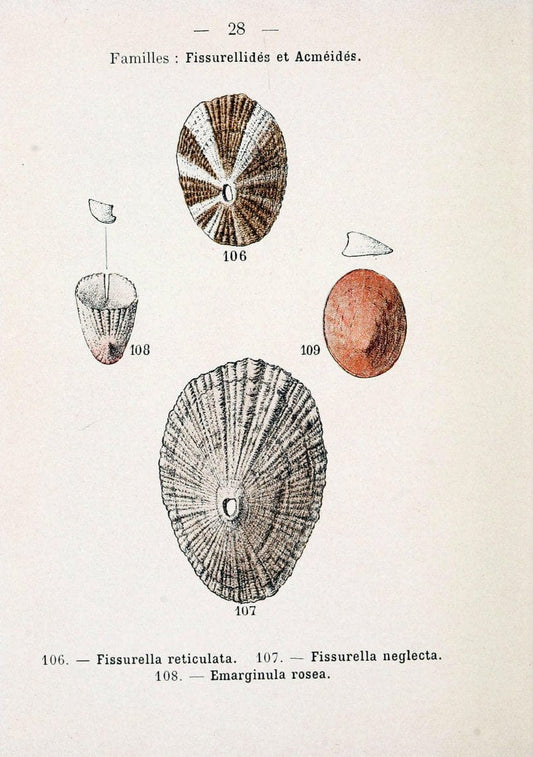 Atlas de poche des coquilles des cÃ Â´tes de FranceParisLibrairie des sciences naturelles, Paul Klincksiek,1913. |  | Vintage Print Reproduction 458542