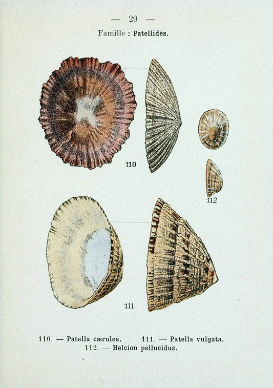 Atlas de poche des coquilles des cÃ Â´tes de FranceParisLibrairie des sciences naturelles, Paul Klincksiek,1913. |  | Vintage Print Reproduction 458543