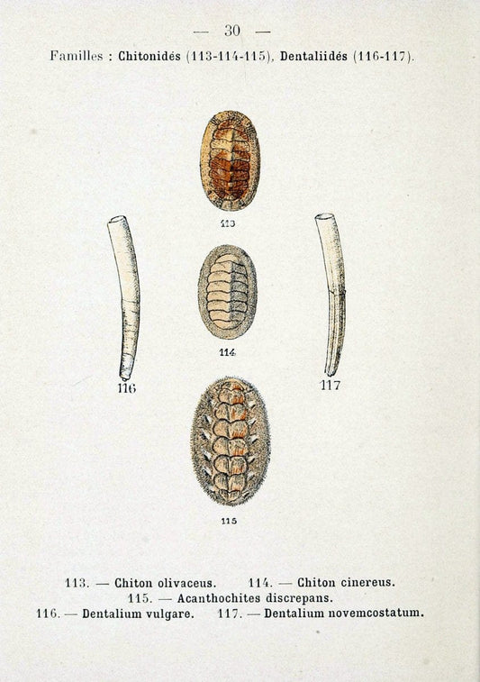 Atlas de poche des coquilles des cÃ Â´tes de FranceParisLibrairie des sciences naturelles, Paul Klincksiek,1913. |  | Vintage Print Reproduction 458544