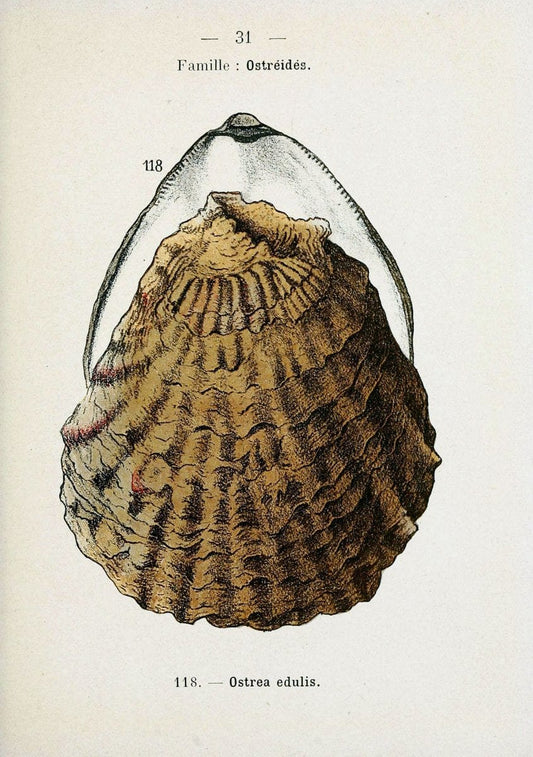 Atlas de poche des coquilles des cÃ Â´tes de FranceParisLibrairie des sciences naturelles, Paul Klincksiek,1913. |  | Vintage Print Reproduction 458545