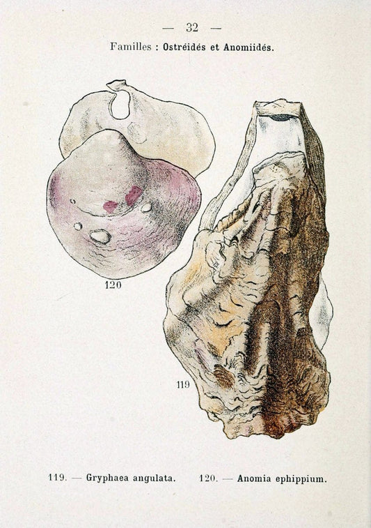 Atlas de poche des coquilles des cÃ Â´tes de FranceParisLibrairie des sciences naturelles, Paul Klincksiek,1913. |  | Vintage Print Reproduction 458546