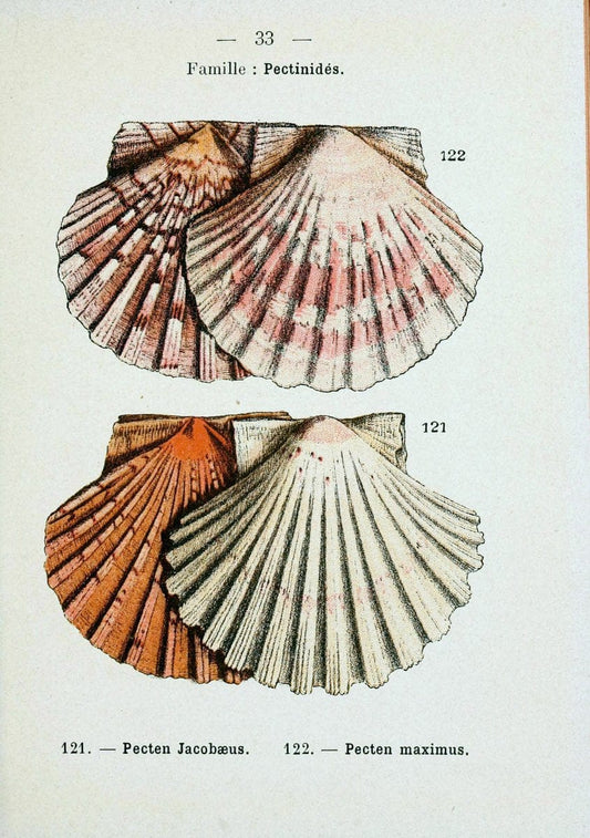 Atlas de poche des coquilles des cÃ Â´tes de FranceParisLibrairie des sciences naturelles, Paul Klincksiek,1913. |  | Vintage Print Reproduction 458547