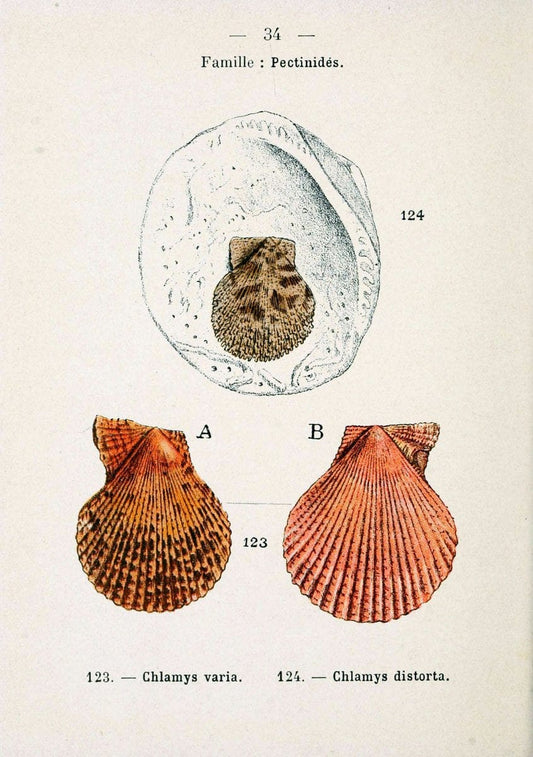 Atlas de poche des coquilles des cÃ Â´tes de FranceParisLibrairie des sciences naturelles, Paul Klincksiek,1913. |  | Vintage Print Reproduction 458548