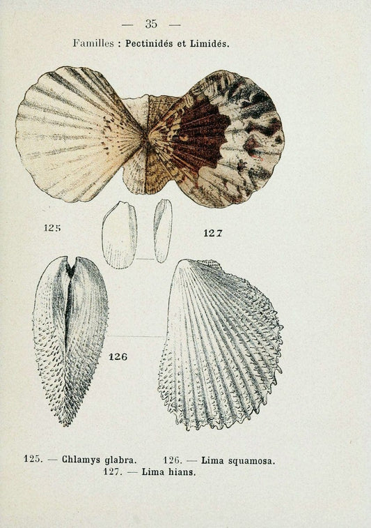 Atlas de poche des coquilles des cÃ Â´tes de FranceParisLibrairie des sciences naturelles, Paul Klincksiek,1913. |  | Vintage Print Reproduction 458549