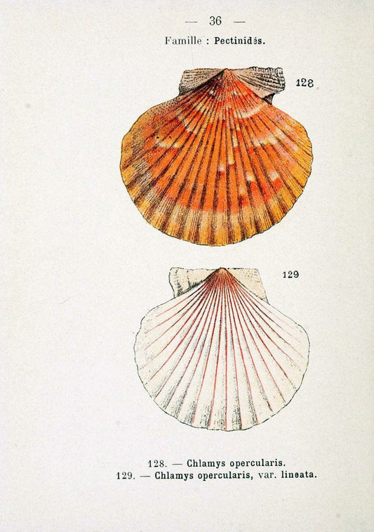 Atlas de poche des coquilles des cÃ Â´tes de FranceParisLibrairie des sciences naturelles, Paul Klincksiek,1913. |  | Vintage Print Reproduction 458550