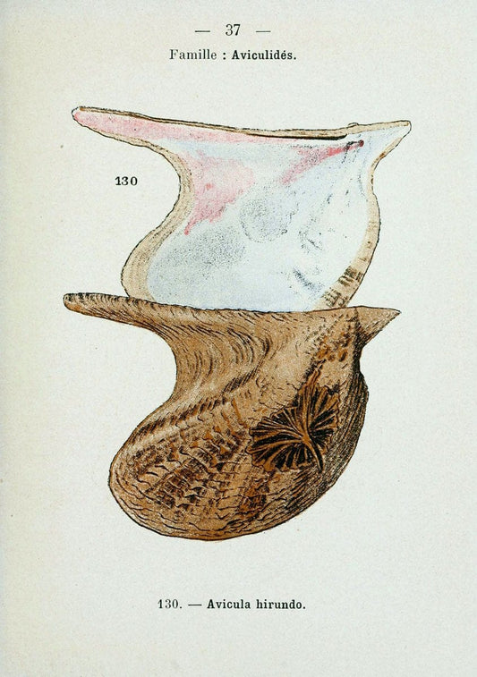 Atlas de poche des coquilles des cÃ Â´tes de FranceParisLibrairie des sciences naturelles, Paul Klincksiek,1913. |  | Vintage Print Reproduction 458551