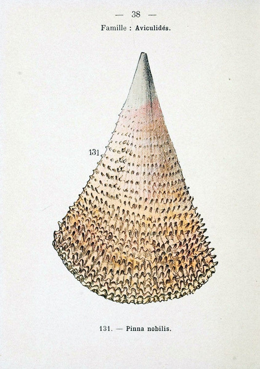 Atlas de poche des coquilles des cÃ Â´tes de FranceParisLibrairie des sciences naturelles, Paul Klincksiek,1913. |  | Vintage Print Reproduction 458552