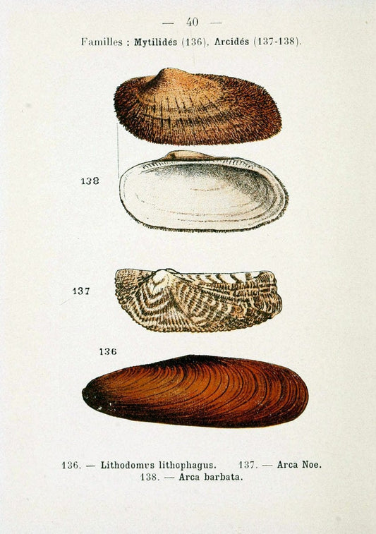 Atlas de poche des coquilles des cÃ Â´tes de FranceParisLibrairie des sciences naturelles, Paul Klincksiek,1913. |  | Vintage Print Reproduction 458554
