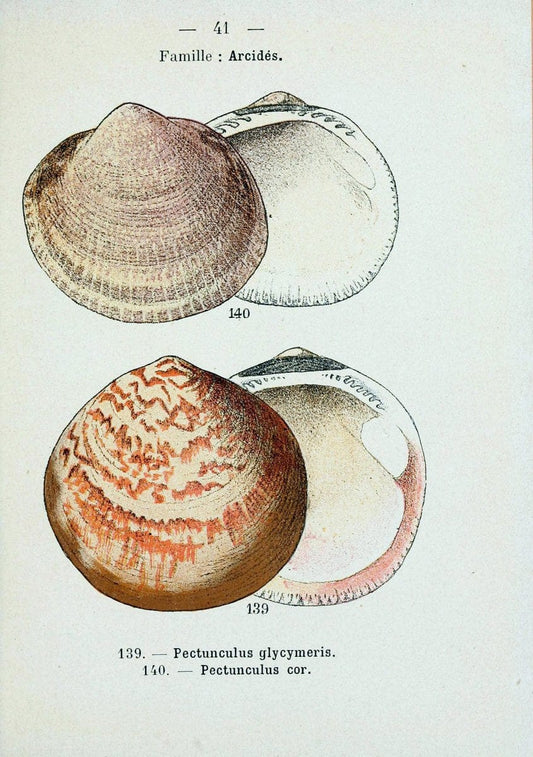 Atlas de poche des coquilles des cÃ Â´tes de FranceParisLibrairie des sciences naturelles, Paul Klincksiek,1913. |  | Vintage Print Reproduction 458555