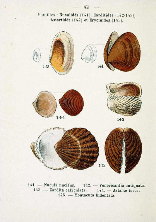 Atlas de poche des coquilles des cÃ Â´tes de FranceParisLibrairie des sciences naturelles, Paul Klincksiek,1913. |  | Vintage Print Reproduction 458556
