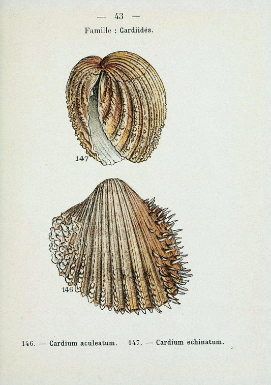 Atlas de poche des coquilles des cÃ Â´tes de FranceParisLibrairie des sciences naturelles, Paul Klincksiek,1913. |  | Vintage Print Reproduction 458557