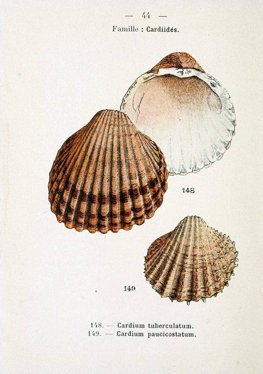 Atlas de poche des coquilles des cÃ Â´tes de FranceParisLibrairie des sciences naturelles, Paul Klincksiek,1913. |  | Vintage Print Reproduction 458558