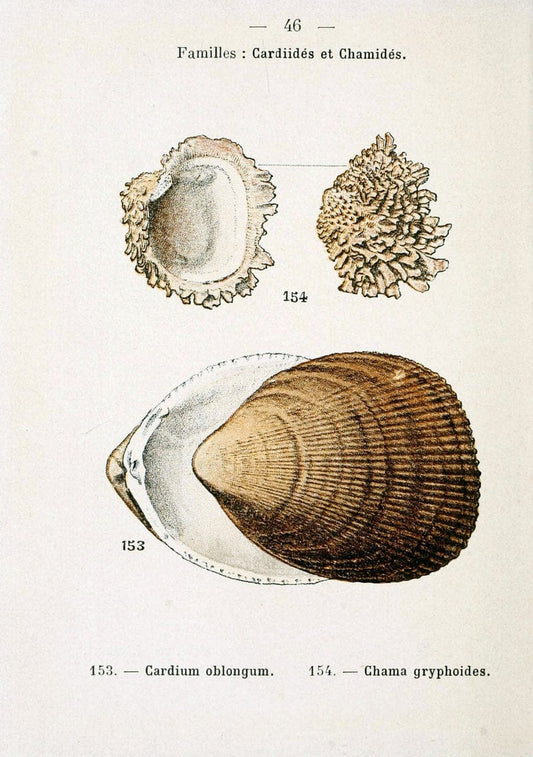 Atlas de poche des coquilles des cÃ´tes de FranceParis,Librairie des sciences naturelles, Paul Klincksiek,1913. | SIL | Vintage Print Reproduction 458559